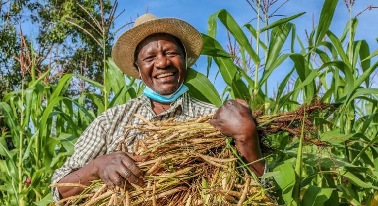 Seeds of change in Kenya as farmers lead way on tobacco-free farms |