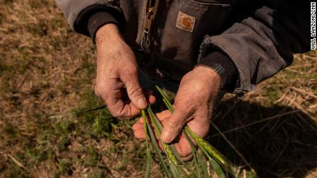 Terry Baker holds stalks of stunted wheat.