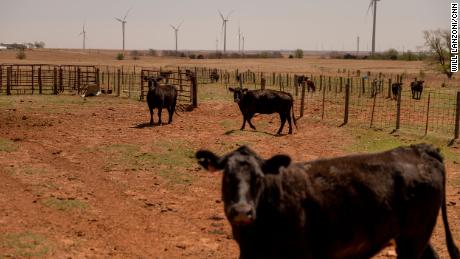 Cows on the Baker family&#39;s land.