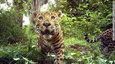 A jaguar prowling through the Belizean jungle, caught on camera trap. 