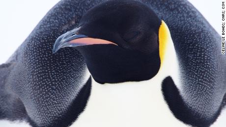 Emperor penguins are the tallest and heaviest of all penguin species.