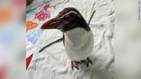 This endangered penguin loves to watch a show about penguins