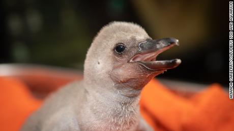 Meet the Columbus Zoo&#39;s newest Humbolt penguin chick with a big personality