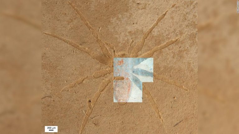 Scientists unlock secret of how spider fossils were formed