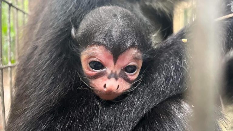 Spider monkey with ‘Batman’ markings born at Florida zoo