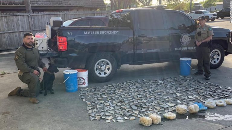 Police find almost 400 illegal shark fins in Texas restaurant