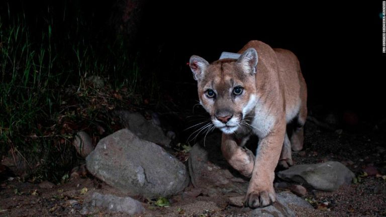 Largest wildlife crossing in the world breaks ground