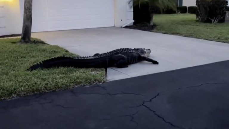 Massive alligators spotted strolling through residential areas