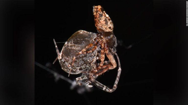 Male spiders catapult away from partners to avoid sexual cannibalism