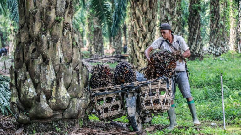 Palm oil: Indonesia export ban could send prices soaring