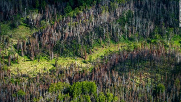 Boreal forest fires could release a stunning amount of carbon, scientists say