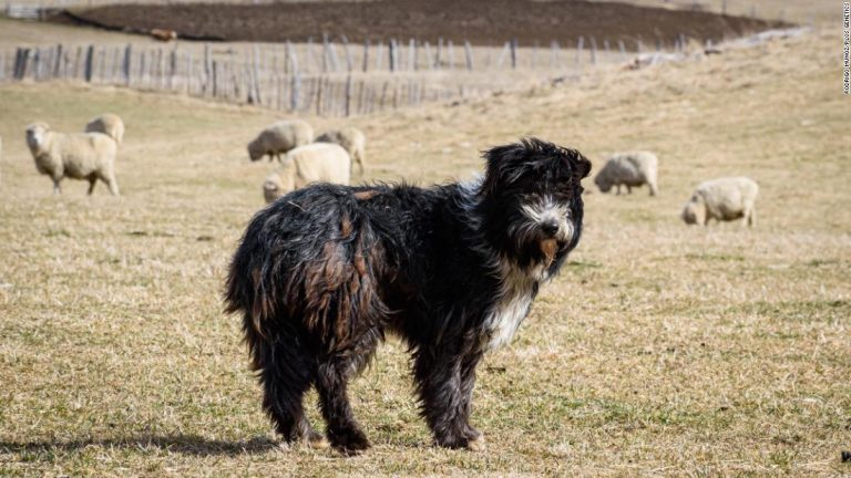 Meet the shaggy, isolated closest living relative of a now extinct dog breed