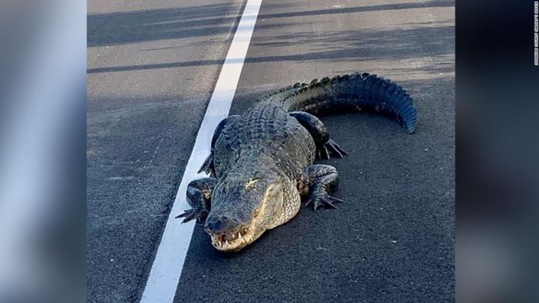 11-foot alligator blocks traffic on Florida highway