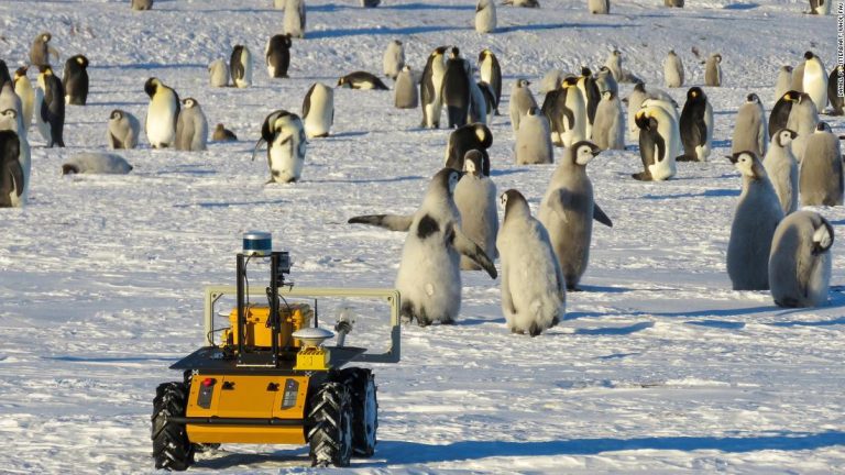 A robot lives in this Antarctic penguin colony. It’s trying to save them