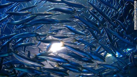 When anchovies mate, they stir the ocean and spur a healthy ecosystem, study finds