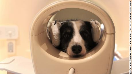 Dogs can recognize different languages and nonsense words, study says