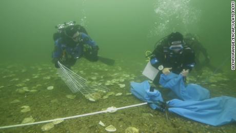 Scottish oysters were on the rocks. Now a whisky distillery is throwing them a lifeline