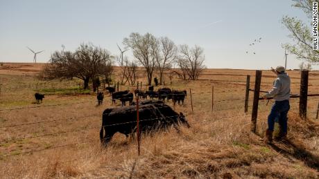 Scott Hampton feeds the cattle on his farm.