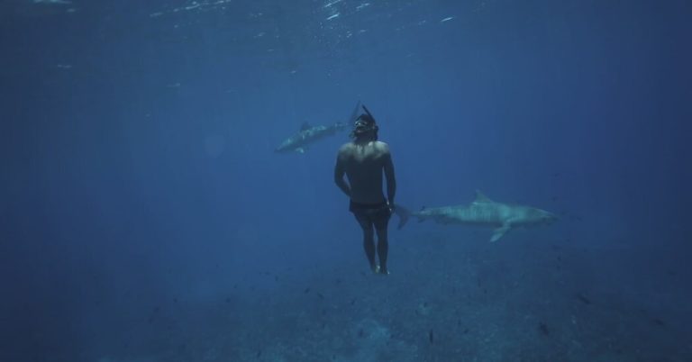 A Free Diver’s Training Partners: Sharks