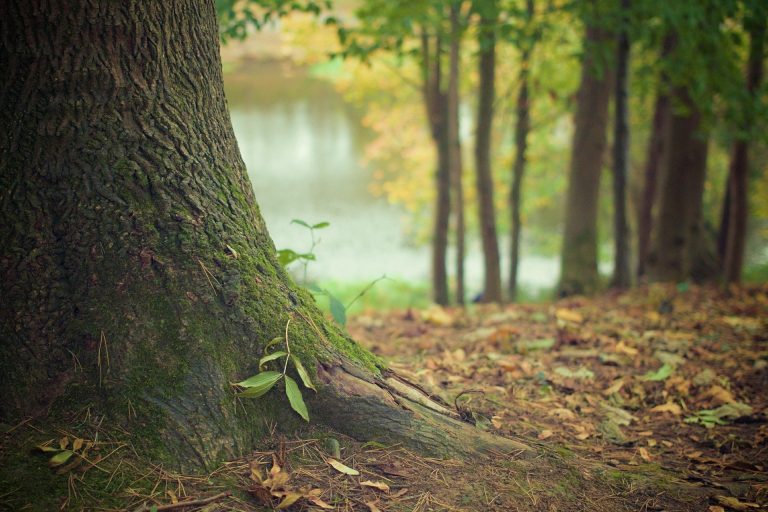 Landscapes with higher proportions of forest maintain more diverse pollinator communities