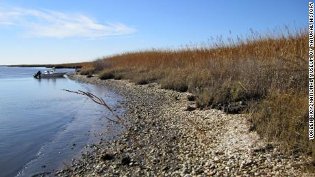 Oyster shells discarded more than 1,000 years ago have been found at this eroding archaeological site on Maryland&#39;s Eastern Shore.  