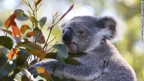 Australia says koalas are now an endangered species in two states