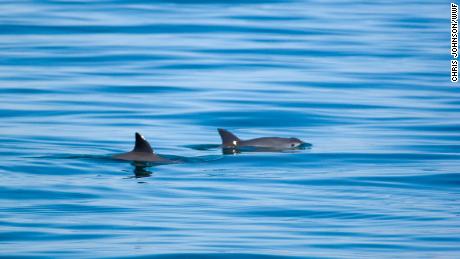 There are only 10 of the world&#39;s smallest marine mammal left in the world