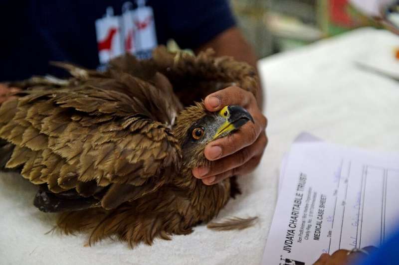 The birds that recover are kept in an aviary until they are ready to be released back into the wild