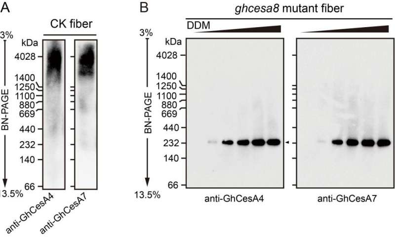 Characterization of thirty-six-mer cellulose synthase supercomplex in cotton fiber