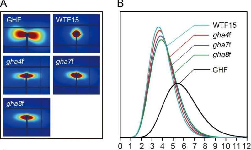 Characterization of thirty-six-mer cellulose synthase supercomplex in cotton fiber