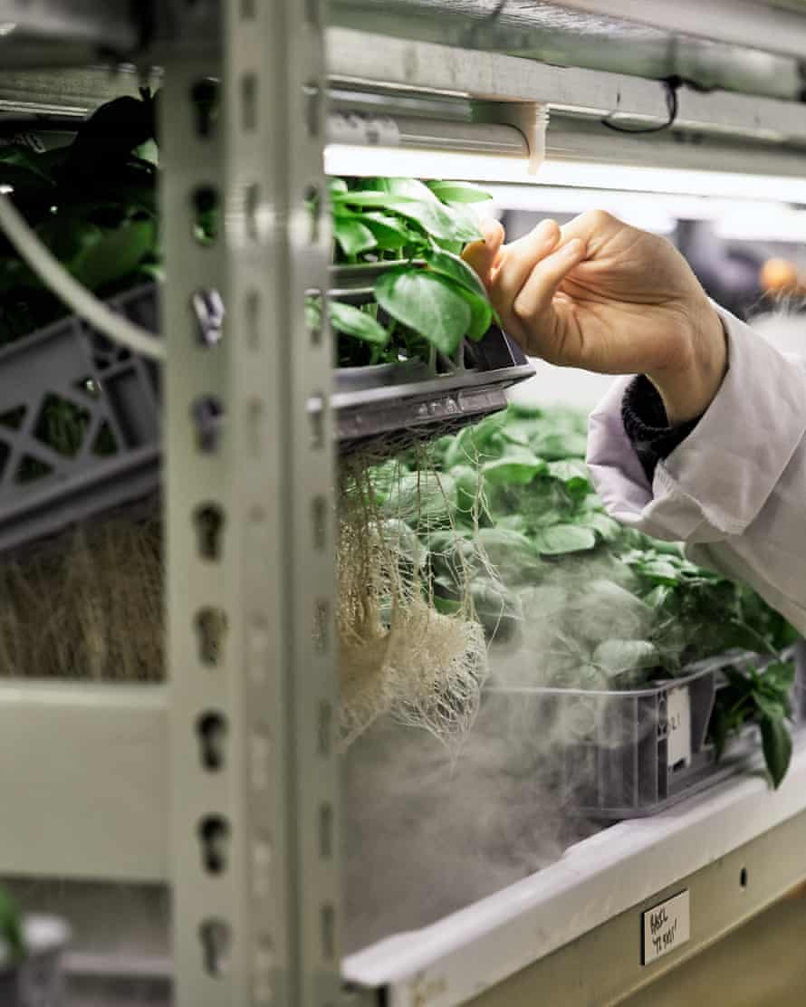 Vertical farming at LettUs Grow.