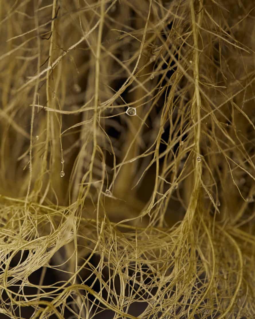 Detail of indoor farming