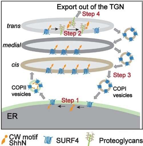 HKUST-led research reveals a novel molecular mechanism that regulates secretion of sonic hedgehog, shedding light on cancer trea