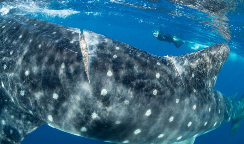 Shipping poses significant threat to the endangered whale shark