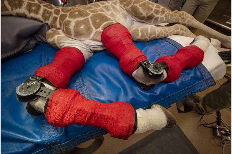 Bracing for her future: Human medicine rescues giraffe