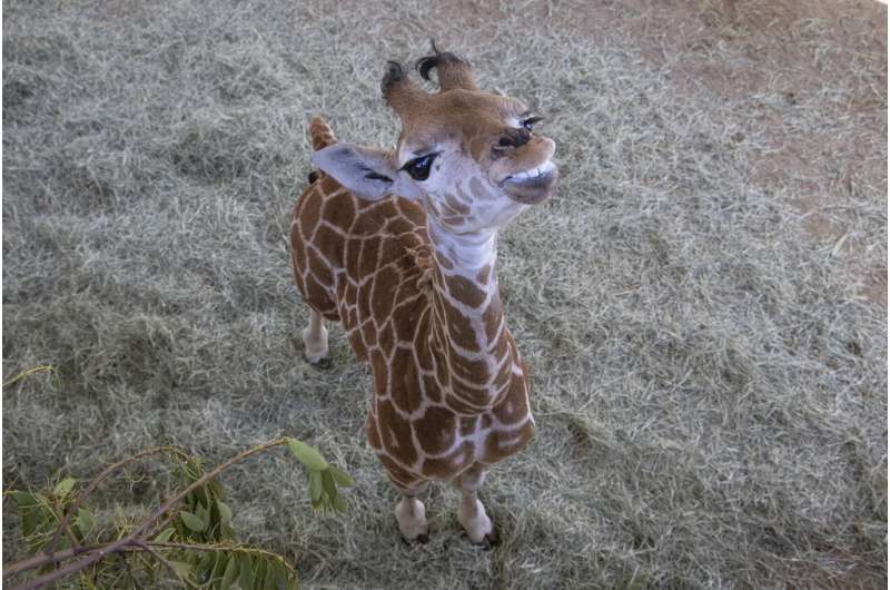 Bracing for her future: Human medicine rescues giraffe