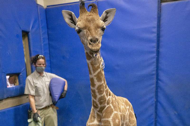 Bracing for her future: Human medicine rescues giraffe