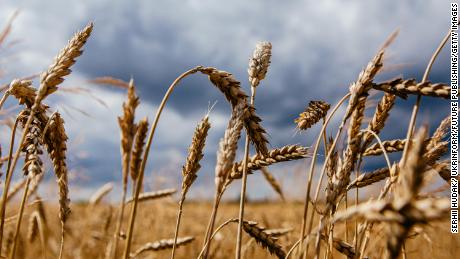 Forget oil prices. Watch the cost of bread