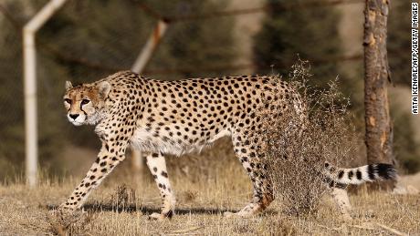 Asiatic cheetahs, like this female adult named Dalbar who lives in Tehran&#39;s Pardisan Park, are paler in color and have a thicker coat than African cheetahs. 