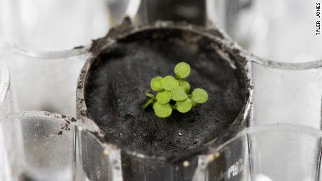 Arabidopsis thaliana plants, commonly known as thale cress, are shown sprouting from lunar soil.