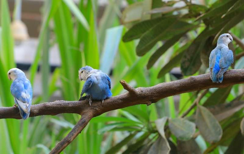 Over 100 birds of 13 different species currently inhabit the reserve