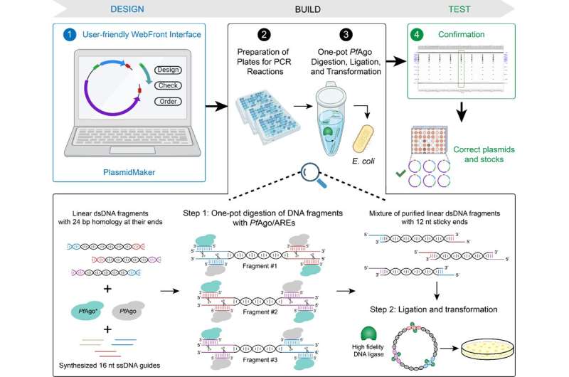 Team develops automated platform for plasmid production