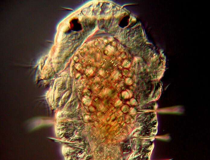 Seafloor animal cued to settle, transformed by a bacterial compound