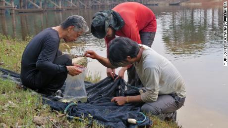 The researchers, including Murilo Pastana (center) of the Smithsonian and Willian Ohara (right) of the Federal University of Rondônia, collect fishes by the river bank near Apuí in Brazil.         