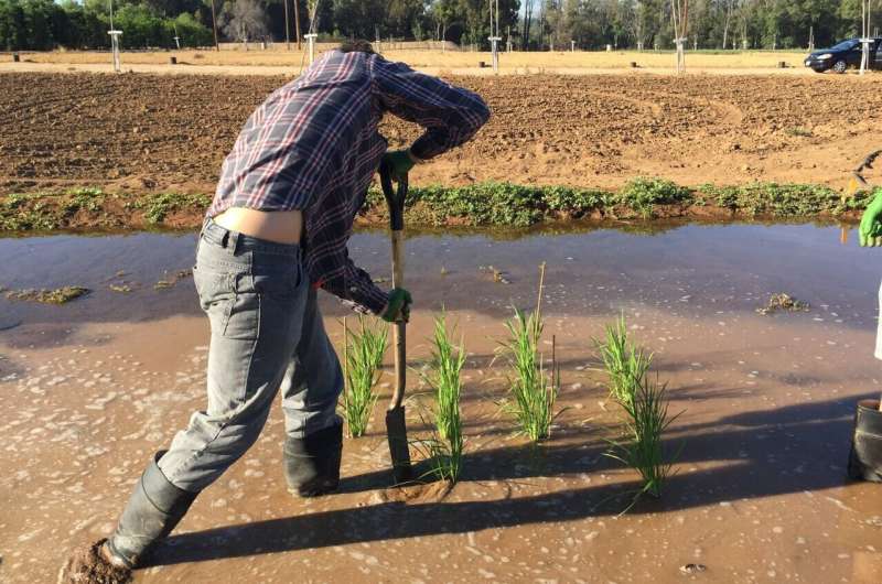 New strategies to save the world's most indispensable grain 