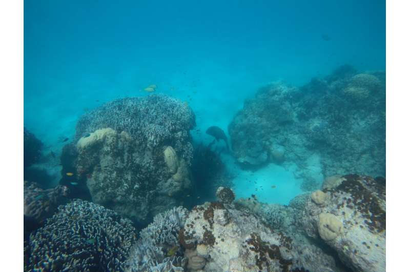 'Traffic calming' boosts breeding on coral reefs