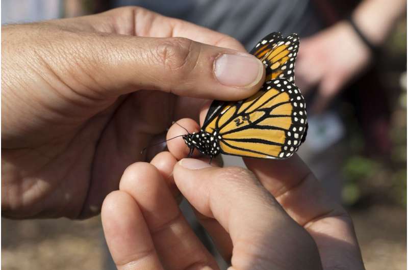 Light pollution can disorient monarch butterflies