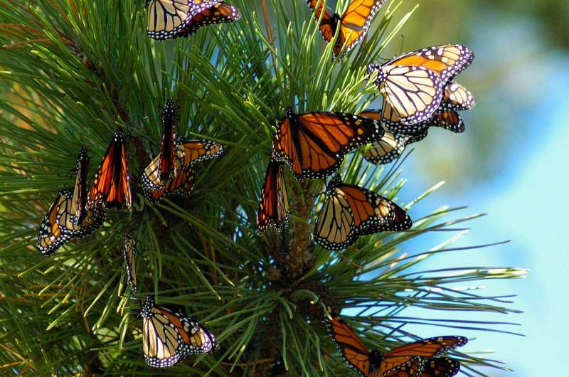 Light pollution can disorient monarch butterflies