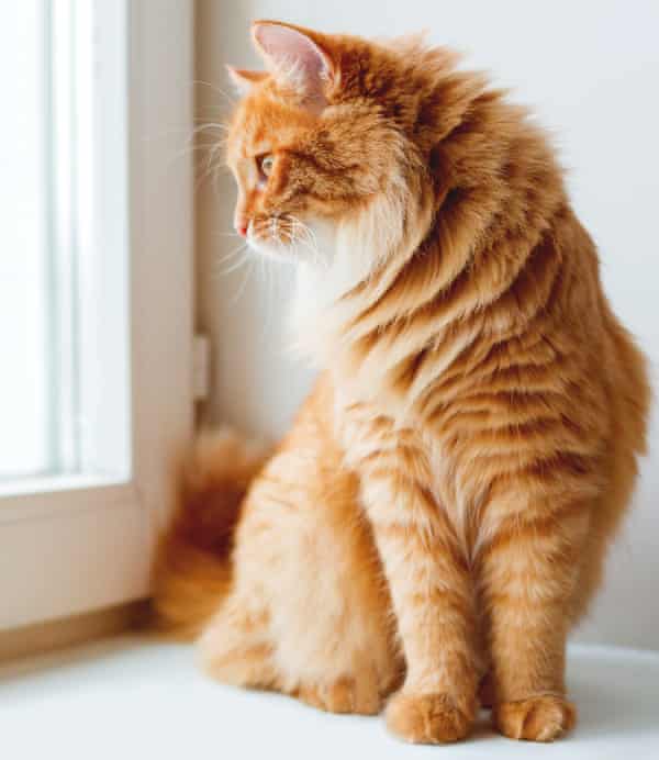 A ginger cat siting on window sill