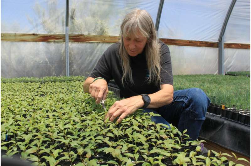 Priceless seeds, sprouts key to US West's post-fire future